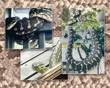 Accepting the Snakes in My Ceiling: An Evolution from Anxiety to Respect